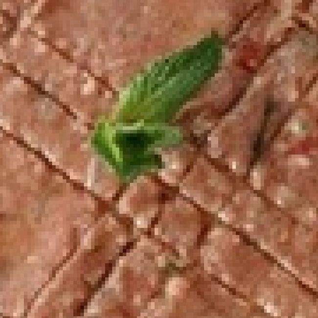 Nayyeh, Raw Meat